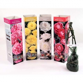Роза чайно-гибридная Аннапурна (в коробке)