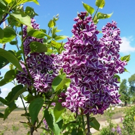 Сирень обыкновенная Сенсейшн (в коробке)