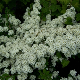 Спирея ниппонская Сноумаунд (в коробке)