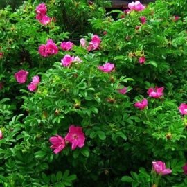 Роза морщинистая Рубра (5 литров)