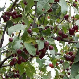 Яблоня ягодная Стрит Парад (5 литров)
