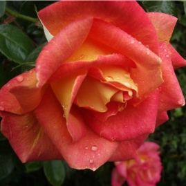 Роза чайно-гибридная Пиккадилли