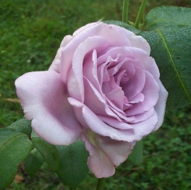 Роза чайно-гибридная Си-Си