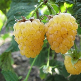 Малина желтоплодные сорта Челябинская желтая