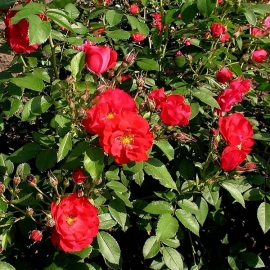 Роза канадская парковая Аделаида Худлес