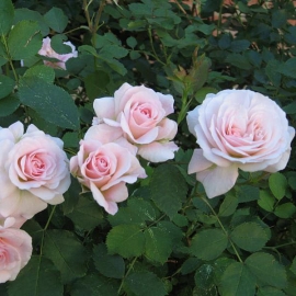 Роза канадская парковая Модэн Блаш