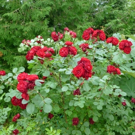 Роза канадская парковая Хоуп оф Хьюманити