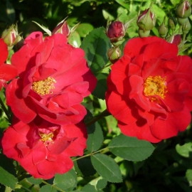 Роза канадская плетистая Генри Келси