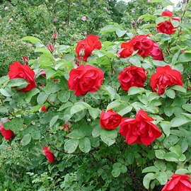 Роза парковая Лихтерло