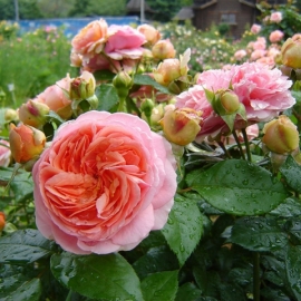 Роза парковая Чиппендейл