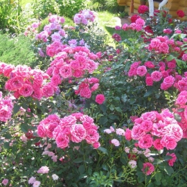 Роза парковая Эльмшорн