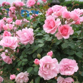 Роза флорибунда Боника