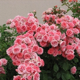 Роза флорибунда Кимоно