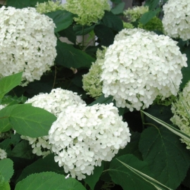 Гортензия древовидная Хилл'с оф Сноу (5 литров)