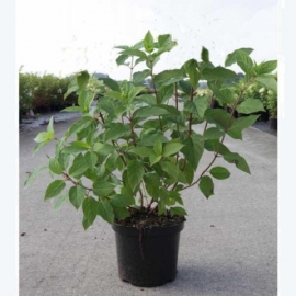 Гортензия древовидная Хилл'с оф Сноу (5 литров)