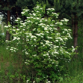 Калина обыкновенная Опулюс (в коробке)