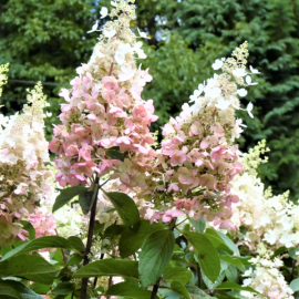 Гортензия метельчатая Тардива (в коробке)