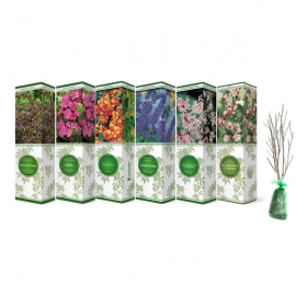 Гортензия метельчатая Тардива (в коробке)