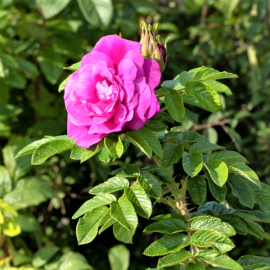 Роза морщинистая Ханса