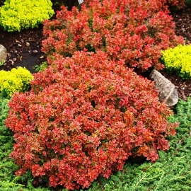 Барбарис Тунберга Адмейриш (5 литров)