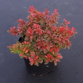 Барбарис Тунберга Адмейриш (5 литров)