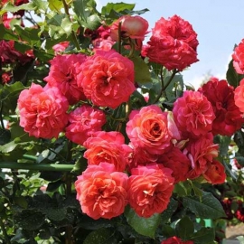 Роза флорибунда Анимо