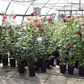 Роза флорибунда Анимо