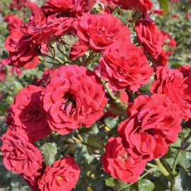 Роза флорибунда Европеана