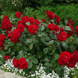 Роза флорибунда Европеана