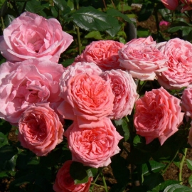 Роза флорибунда Кимоно