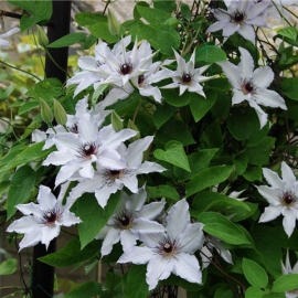 Клематис крупноцветковый Сноу Квин