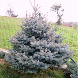 Ель колючая Блю Даймонд (25 литров)