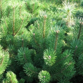 Сосна горная Мампитс (5 литров)