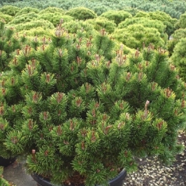 Сосна горная Мампитс (5 литров)