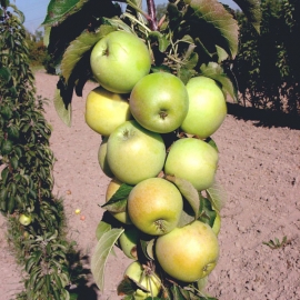 Яблоня колонновидная Малюха (7,5 литров)