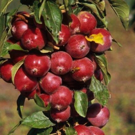 Яблоня крастнолистная Манящий аромат (5 литров)