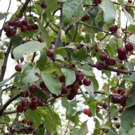 Яблоня ягодная Стрит Парад (15 литров)