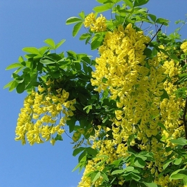Акация желтая (Карагана древовидная, 5 литров)