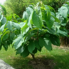 Азимина трехлопастная (Банановое дерево)