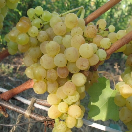 Виноград плодовый Кишмиш №342