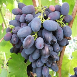 Виноград плодовый Кодрянка