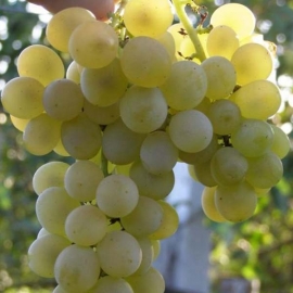 Виноград плодовый Кристалл