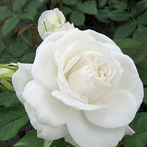 Роза чайно-гибридная Аннапурна (в коробке)