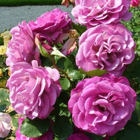 Роза чайно-гибридная Виолет Парфюм (в коробке)