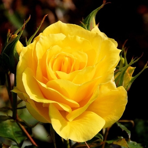 Роза чайно-гибридная Голден Леадер