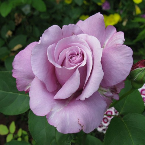 Роза чайно-гибридная Леди Икс