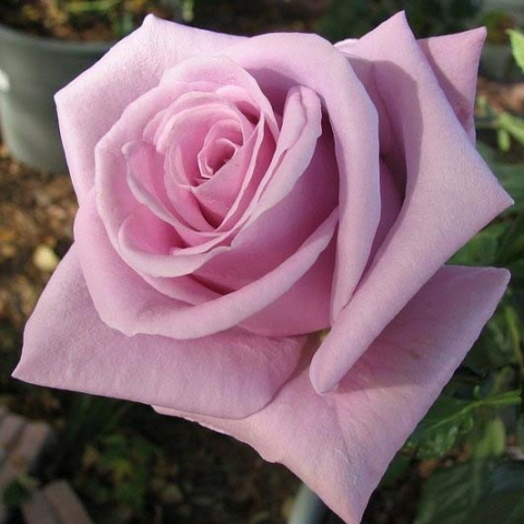 Роза чайно-гибридная Стерлинг