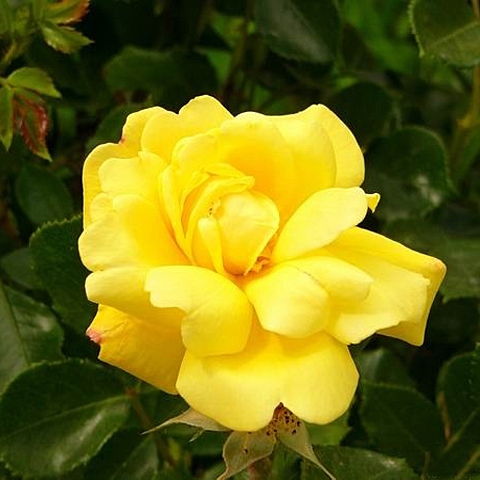 Роза флорибунда Голдфингер