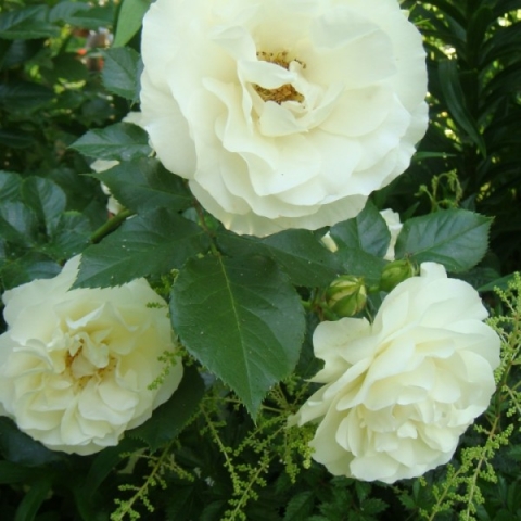 Роза флорибунда Кристаллпеарл