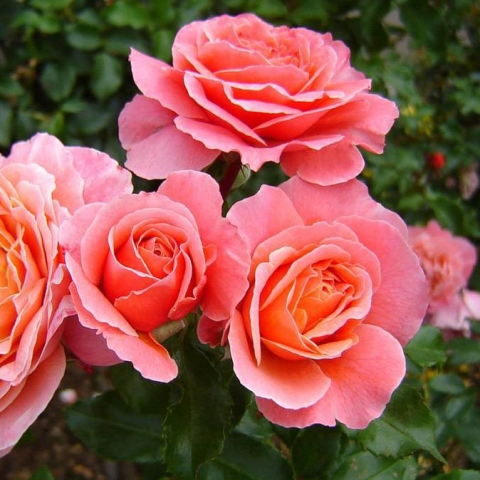 Роза флорибунда Мари Кюри (в коробке)
